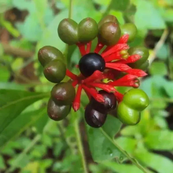 Sarpagandha_Medicinal_Live_Plant