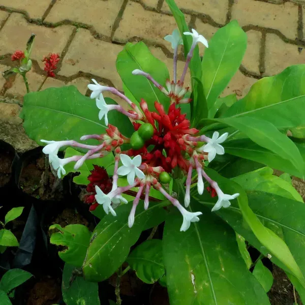 Sarpagandha_Medicinal_Live_Plant