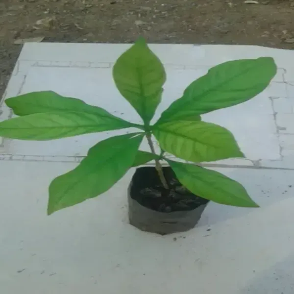 Sarpagandha_Medicinal_Live_Plant
