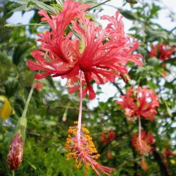 Spider_Hibiscus_Flower_Plant_Jhumko_Jaba