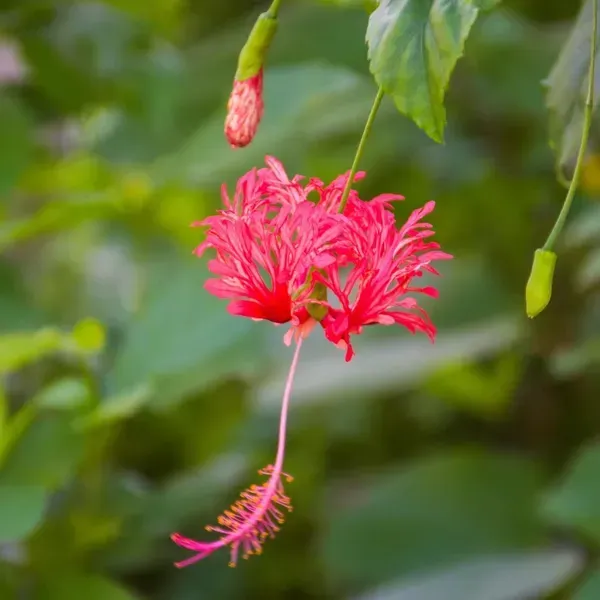 Spider_Hibiscus_Flower_Plant_Jhumko_Jaba