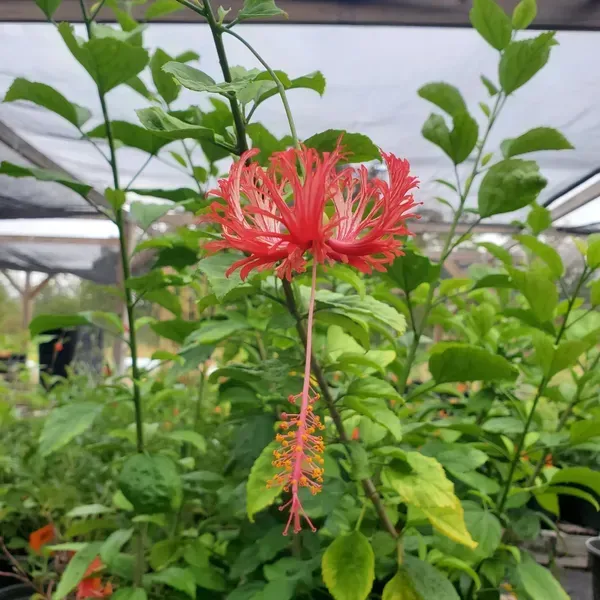 Spider_Hibiscus_Flower_Plant_Jhumko_Jaba