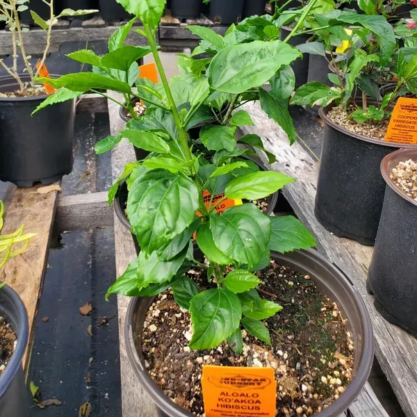 Spider_Hibiscus_Flower_Plant_Jhumko_Jaba