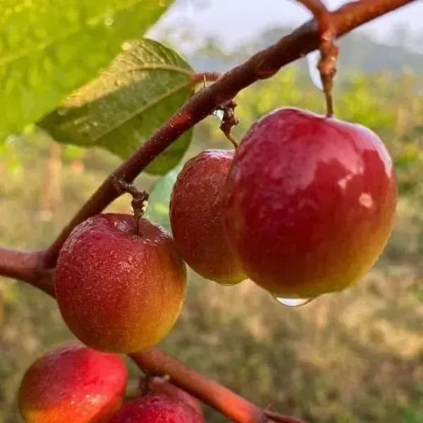 Ball_Sundari_Apple_Ber_Grafted_Fruit_Plant