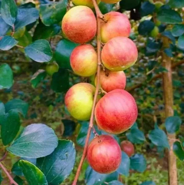 Ball_Sundari_Apple_Ber_Grafted_Fruit_Plant