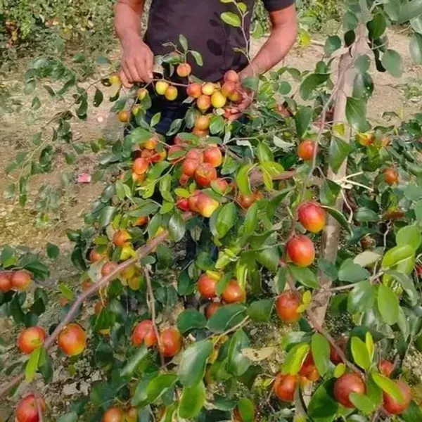 Ball_Sundari_Apple_Ber_Grafted_Fruit_Plant