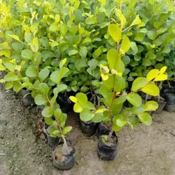 Ball_Sundari_Apple_Ber_Grafted_Fruit_Plant