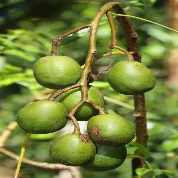 Thai_Variety_Olive_Grafted_Fruit_Plant