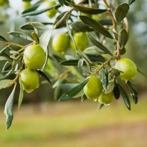 Thai_Variety_Olive_Grafted_Fruit_Plant
