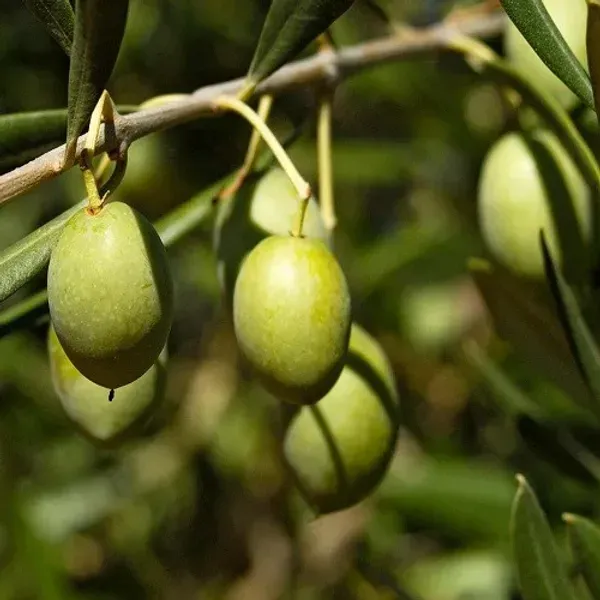 Thai_Variety_Olive_Grafted_Fruit_Plant