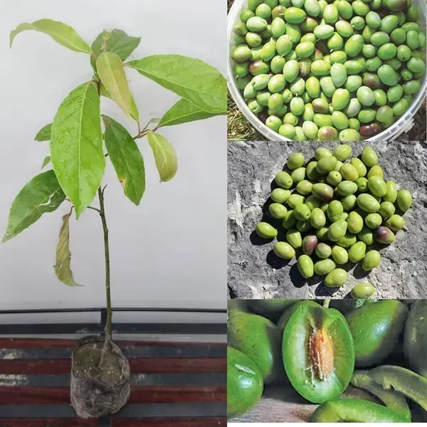 Thai_Variety_Olive_Grafted_Fruit_Plant