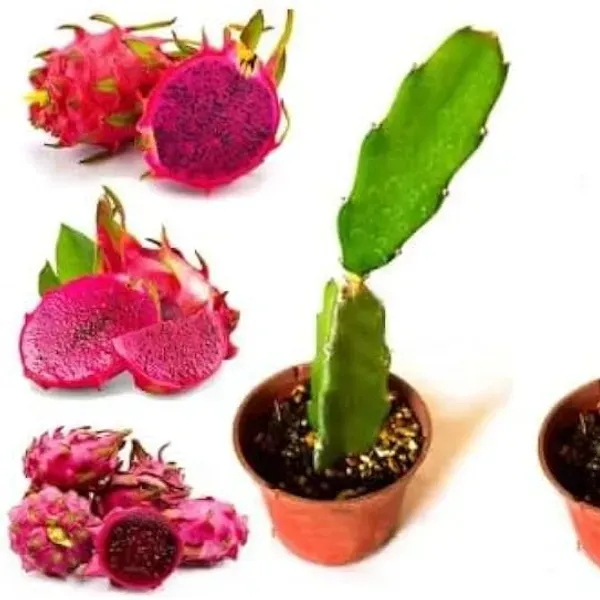 Dragon_Fruit_Plant_Red_For_Home_Garden