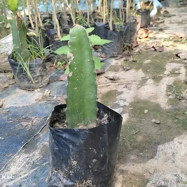 Dragon_Fruit_Plant_Red_For_Home_Garden