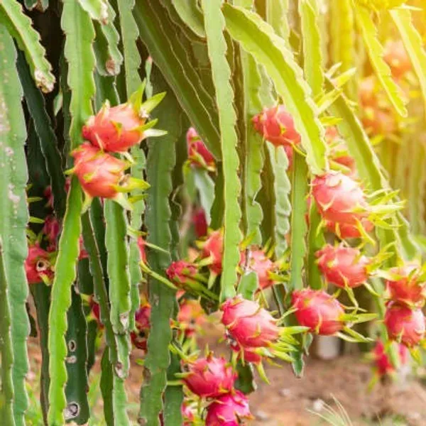 Dragon_Fruit_Plant_Red_For_Home_Garden