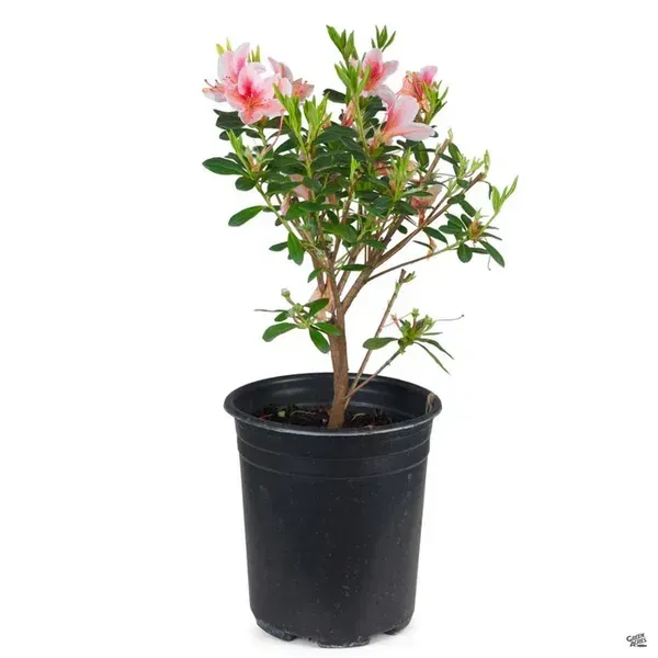 Combo_Pack_Of_4_Azalea_Flower_Plant
