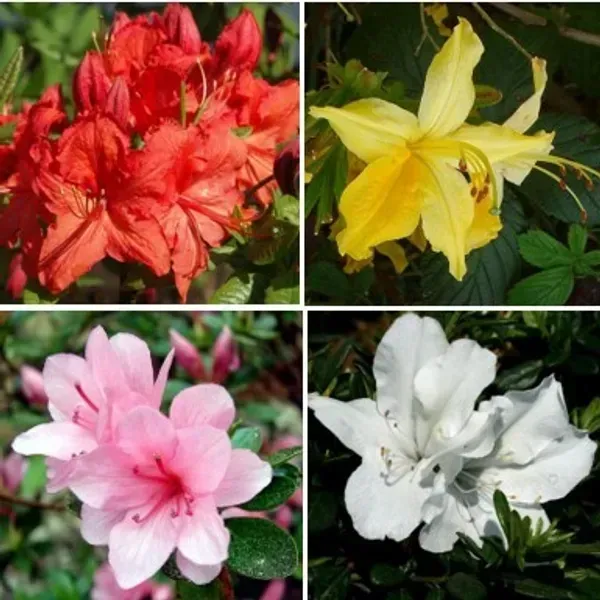 Combo_Pack_Of_4_Azalea_Flower_Plant