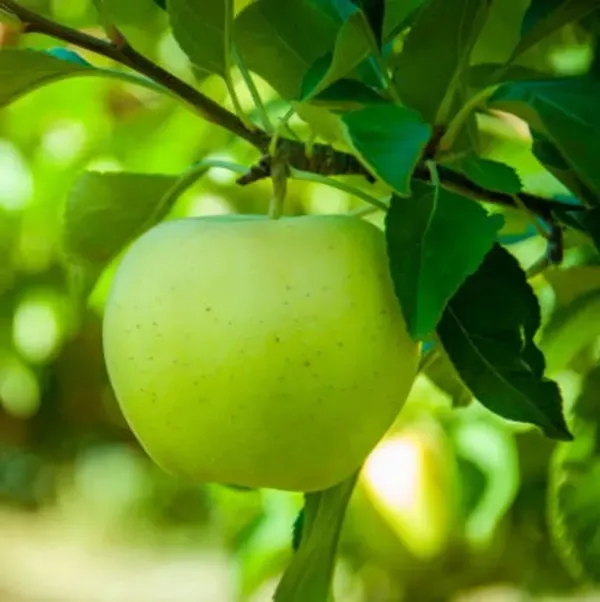 Thai_Variety_Green_Apple_Grafted_Fruit_Plant
