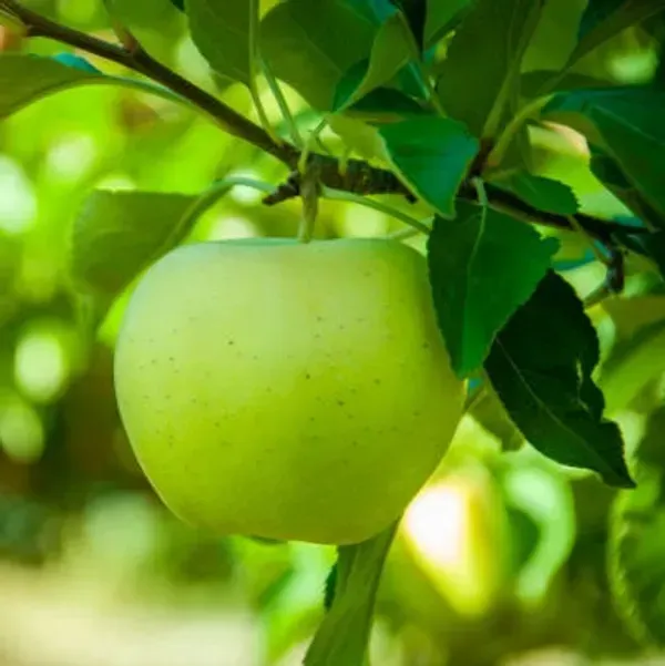 Thai_Variety_Green_Apple_Grafted_Fruit_Plant