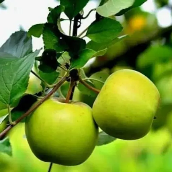 Thai_Variety_Green_Apple_Grafted_Fruit_Plant