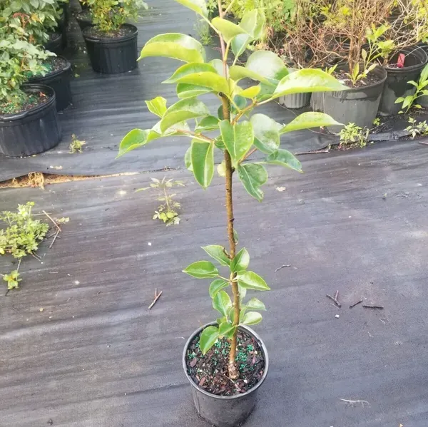 Thai_Variety_Green_Apple_Grafted_Fruit_Plant