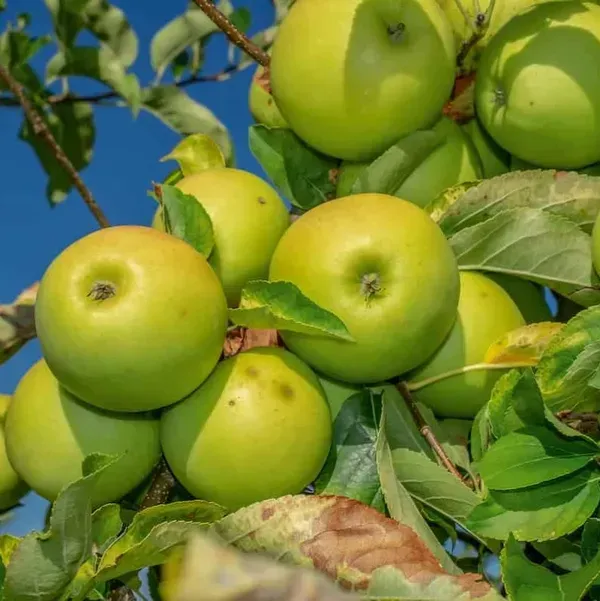 Thai_Variety_Green_Apple_Grafted_Fruit_Plant