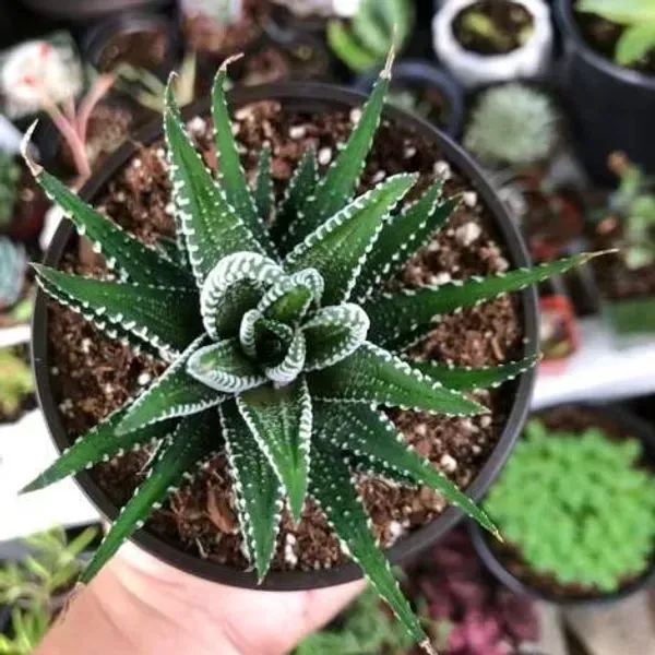 Zebra_Haworthia_Fasciata_Rare_Succulent_Live_Plant