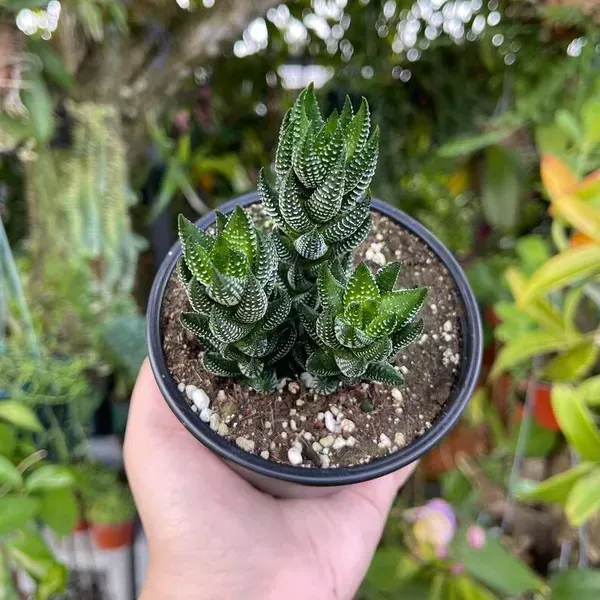 Zebra_Haworthia_Fasciata_Rare_Succulent_Live_Plant