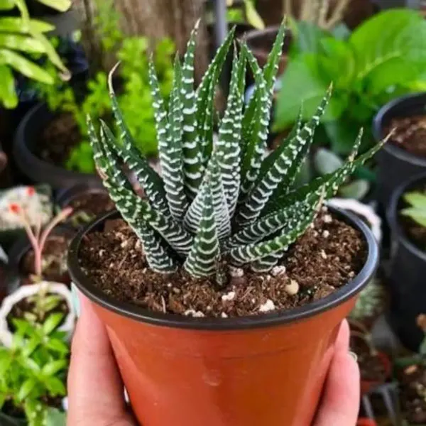 Zebra_Haworthia_Fasciata_Rare_Succulent_Live_Plant