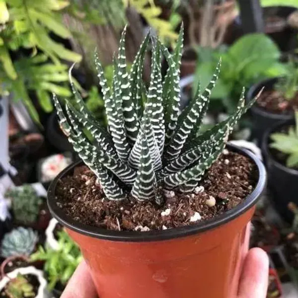 Zebra_Haworthia_Fasciata_Rare_Succulent_Live_Plant