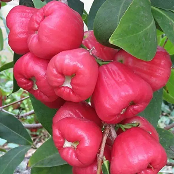 Red_Water_Apple_Fruit_Plant_For_Home_Garden