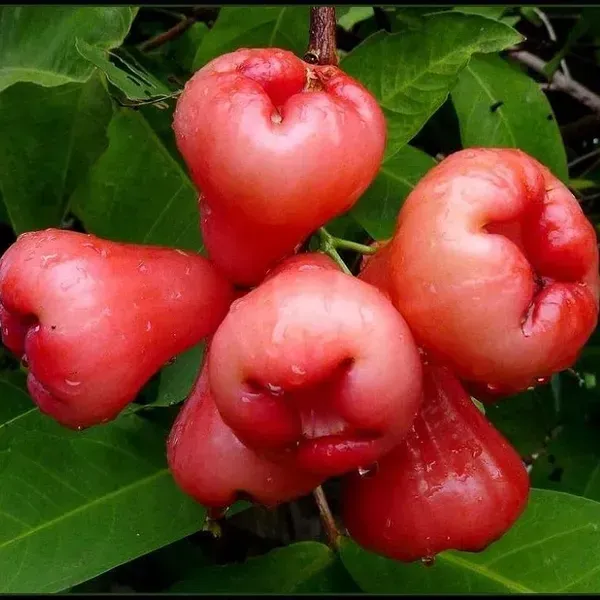 Red_Water_Apple_Fruit_Plant_For_Home_Garden