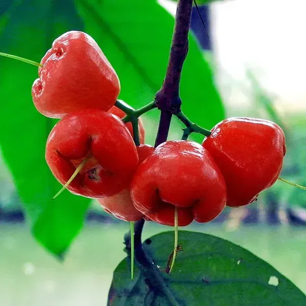 Red_Water_Apple_Fruit_Plant_For_Home_Garden