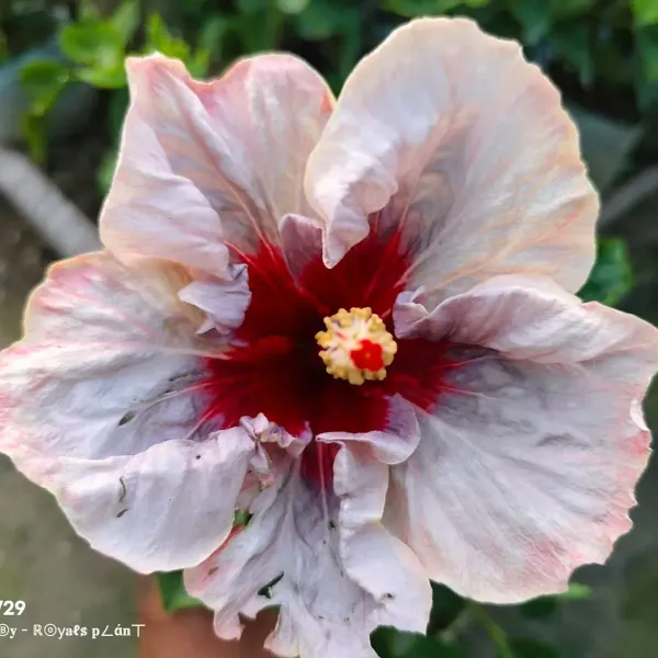 Australian_Variety_Big_Leaves_Hibiscus_Flower_Plants