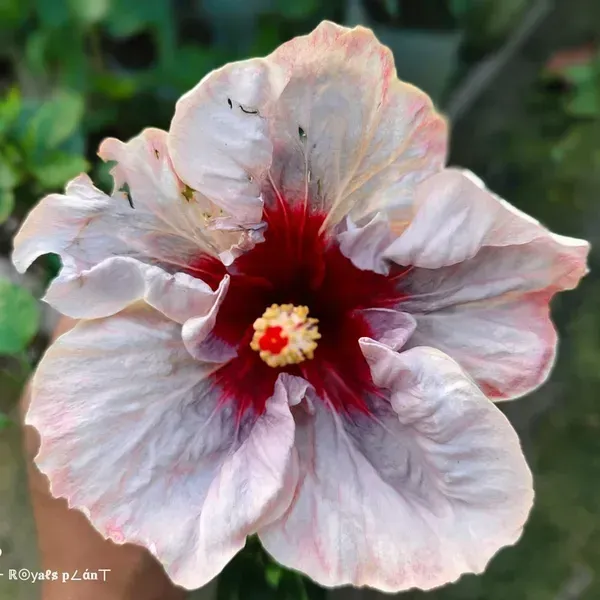 Australian_Variety_Big_Leaves_Hibiscus_Flower_Plants