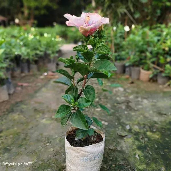 Australian_Variety_Big_Leaves_Hibiscus_Flower_Plants