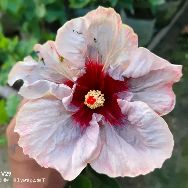 Australian_Variety_Big_Leaves_Hibiscus_Flower_Plants