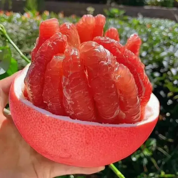 Red_Pomelo_Lemon_Grafted_Hybrid_Fruit_Plant