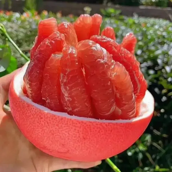 Red_Pomelo_Lemon_Grafted_Hybrid_Fruit_Plant