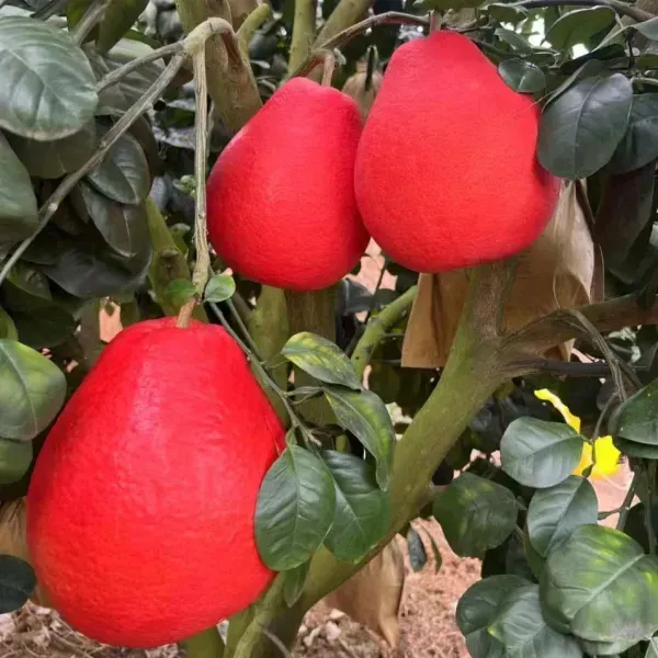 Red_Pomelo_Lemon_Grafted_Hybrid_Fruit_Plant
