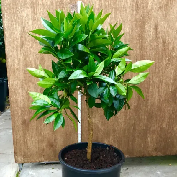 Red_Pomelo_Lemon_Grafted_Hybrid_Fruit_Plant