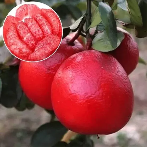 Red_Pomelo_Lemon_Grafted_Hybrid_Fruit_Plant