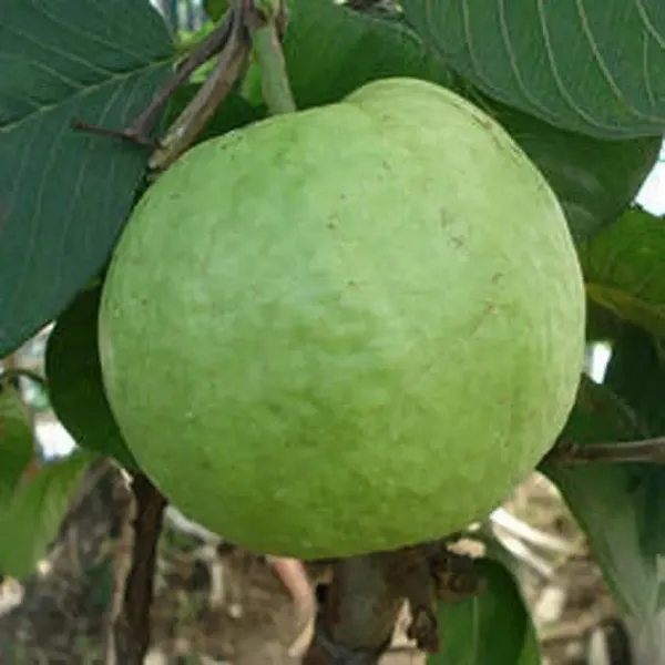 Allahabad_Safeda_Guava_Grafted_Fruit_Plants