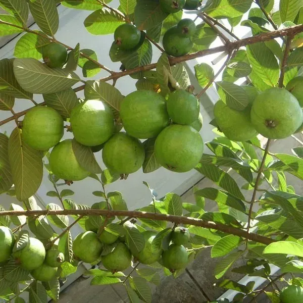 Allahabad_Safeda_Guava_Grafted_Fruit_Plants