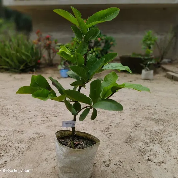 Allahabad_Safeda_Guava_Grafted_Fruit_Plants