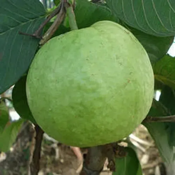 Allahabad_Safeda_Guava_Grafted_Fruit_Plants
