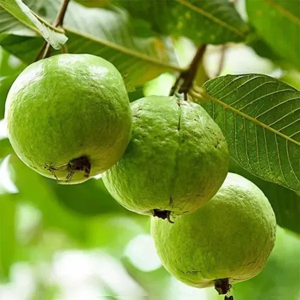 Allahabad_Safeda_Guava_Grafted_Fruit_Plants