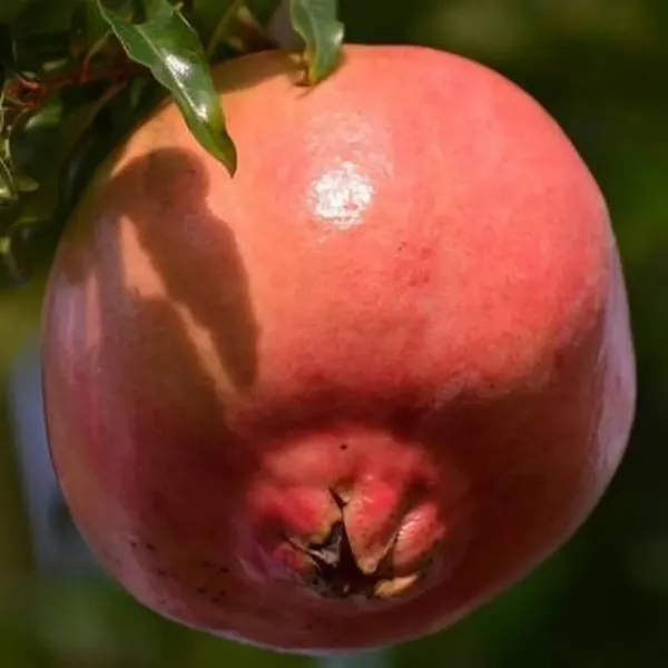 Mexican_Gaint_All_Time_Pomegranate_Fruit_Plant