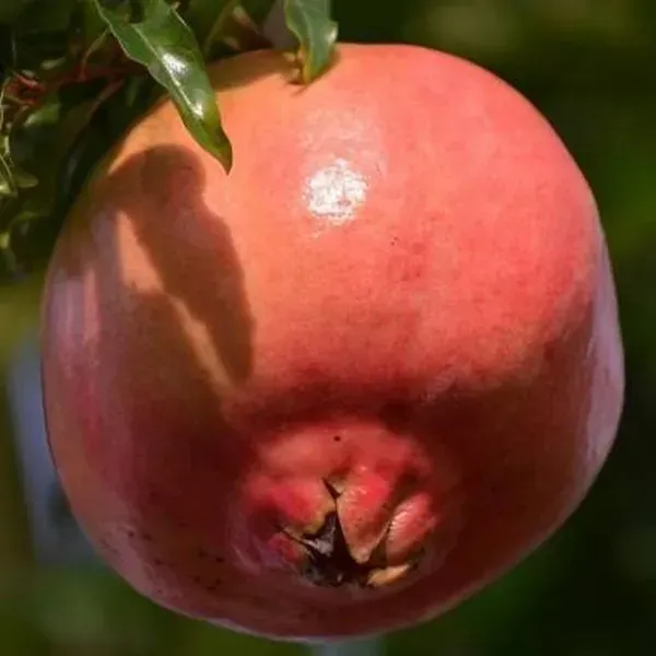 Mexican_Gaint_All_Time_Pomegranate_Fruit_Plant