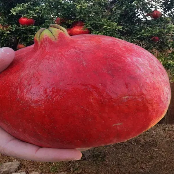 Mexican_Gaint_All_Time_Pomegranate_Fruit_Plant