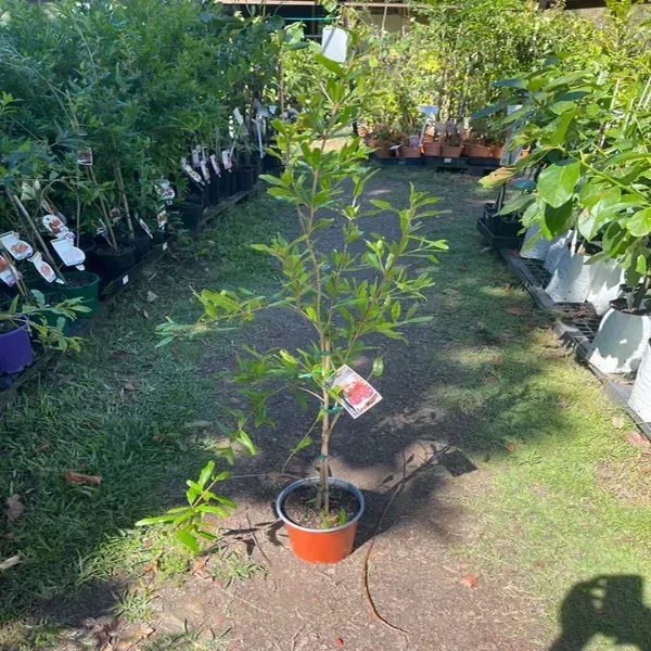 Mexican_Gaint_All_Time_Pomegranate_Fruit_Plant